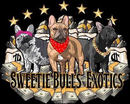 Sweetie Bulls Frenchies